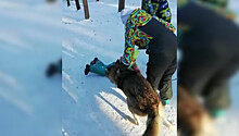 "Это — зоотерапия": хозяин Воланда прокомментировал нападение волка на ребенка