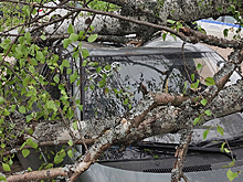 В Вологодской области во время урагана оборвало ЛЭП