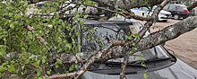 В Вологодской области во время урагана оборвало ЛЭП