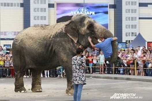 В центре Петербурга гуляли 4 слона