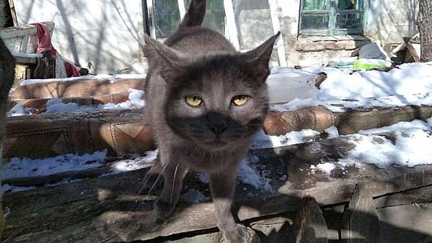 В Екатеринбурге ищут хозяев для «уральской Хатико»: внезапно, это кошка