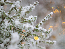 Елочные базары открылись в Бишкеке