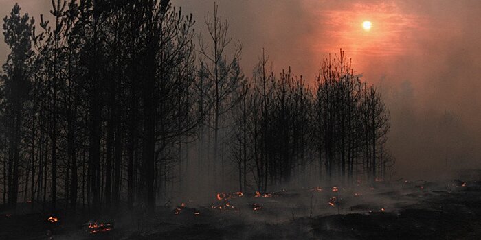 Стена огня: распространение лесных пожаров под Воронежем удалось остановить