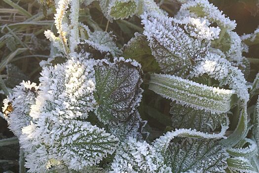 Синоптик рассказала, когда и где наступят первые в этом году заморозки