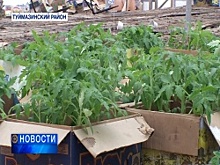 В теплицах Туймазинского района рассаду начали высаживать в грунт