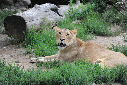 Недолет: львица упала в обрыв при атаке на туристов
