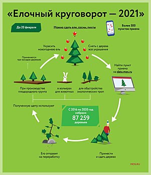 «Елочный круговорот»: около 25 тысяч деревьев сдано на утилизацию