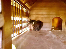 Стала известна судьба осиротевшего медвежонка из Болотнинского района