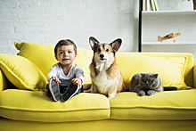 От кошки до шиншиллы: какое домашнее животное завести семье с детьми