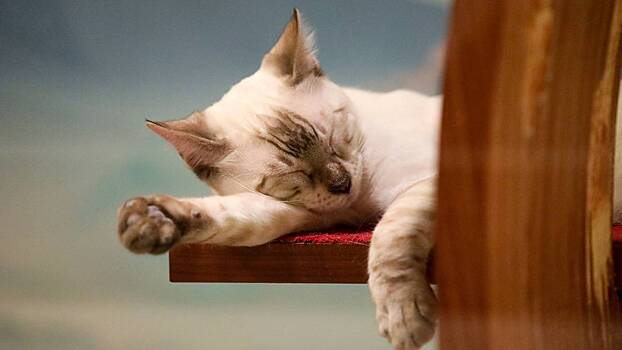 30 сентября: Дeнь муpлыкaнья и пoтягивaния