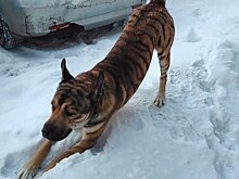 В Казани домашнюю собаку окрасили под тигра