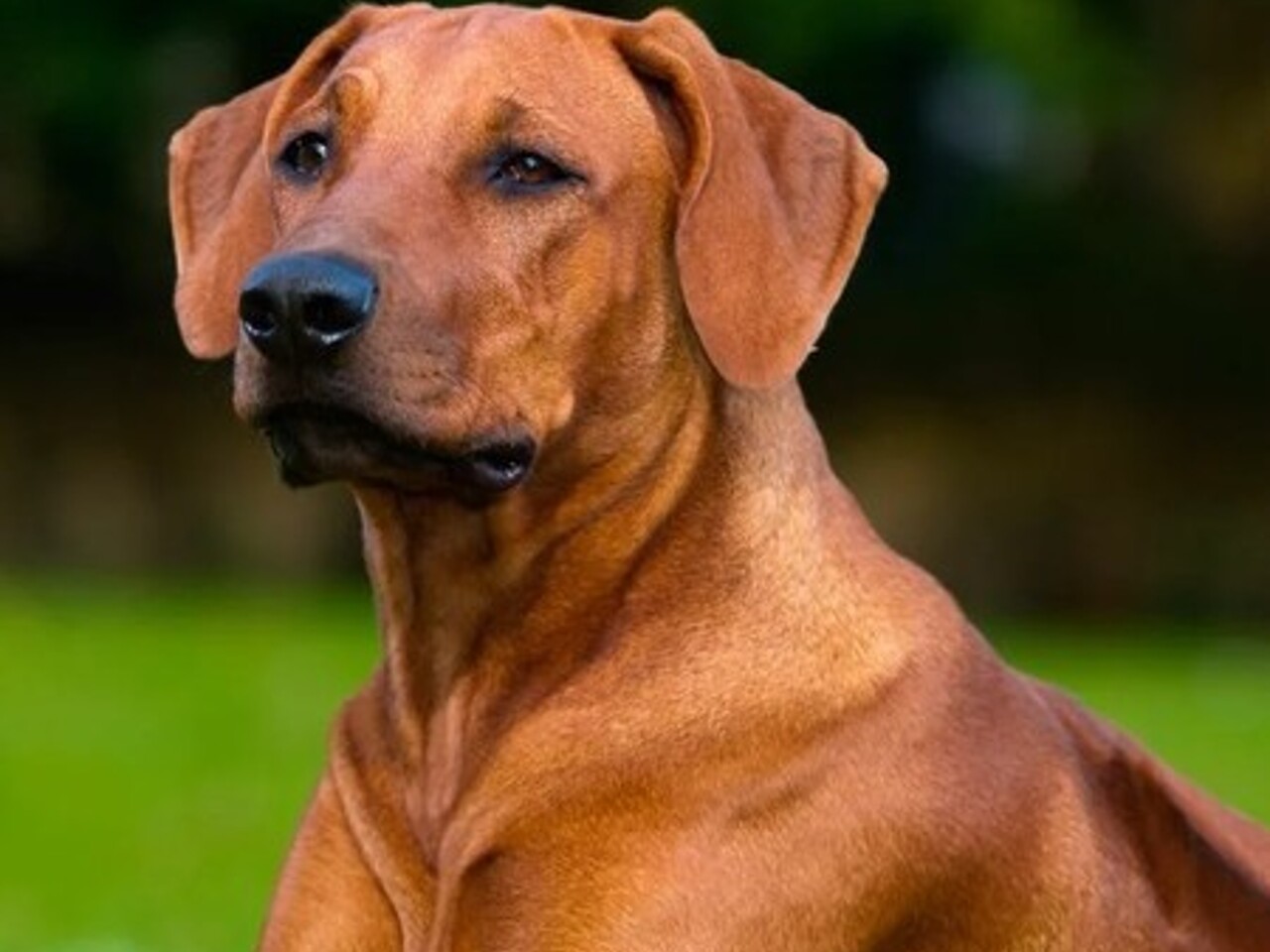 Порода собак Риджбек — особенности породы с фото - Рамблер/новости