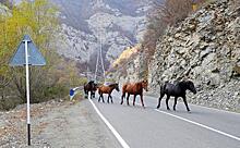 Нагорный Карабах: Горе побеждённых. Репортаж с пепелища и сбежавшие кони