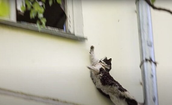 В Казани ищут новых хозяев для кошки, которая выпала из окна после взрыва газа на Волгоградской