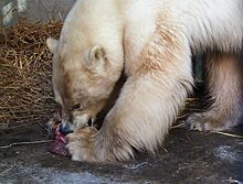 "Роснефть" спасла белого медведя в Норильске