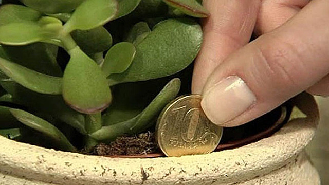 Вы не поверите, но некоторые растения притягивают деньги. Рассказываем, какие