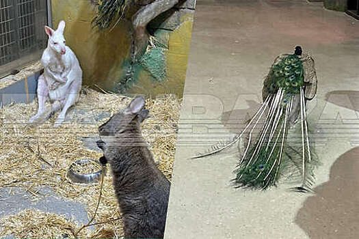 Baza: москвичи добиваются закрытия крупного контактного зоопарка