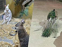 Baza: москвичи добиваются закрытия крупного контактного зоопарка