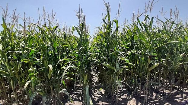 Китай не торопится внедрять ГМО кукурузу