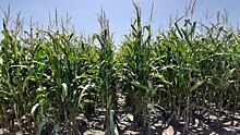 Китай не торопится внедрять ГМО кукурузу