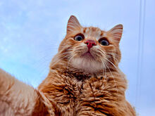 Почему люди плохо понимают кошек