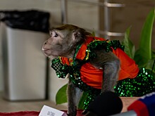 В Рязанском цирке покажут конное шоу и обезьян-канатоходцев