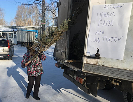 В Воронеже начали переработку новогодних ёлок
