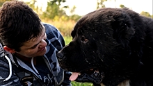 В Калининграде работает приют для собак с искалеченной психикой