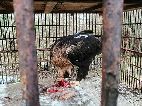 Совладелец сафари-парка в Сочи рассказал о ситуации с брошенными животными