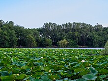 Знаменитое озеро лотосов пересохло под Краснодаром: эколог Вениамин Голубитченко о будущем экосистемы