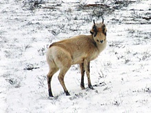 В Астрахани участились случаи выхода сайгаков к людям