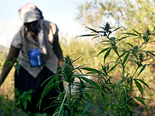 Африканские старушки начали выращивать марихуану для выживания