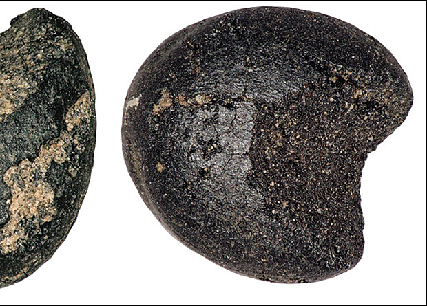 Обнаружены древнейшие зерна проса на территории Британии