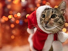 Как расположить к себе кошку