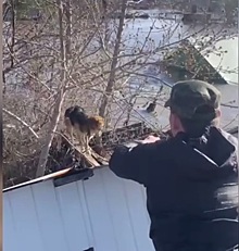 Оренбургский полицейский помог собаке выбраться из воды