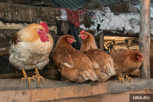 Губернатор Моор рассказал о судьбе Боровской птицефабрики. Предприятие закрыто после птичьего гриппа