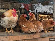 Губернатор Моор рассказал о судьбе Боровской птицефабрики. Предприятие закрыто после птичьего гриппа