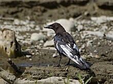 В Красноярском крае обнаружили черную ворону с белыми крыльями