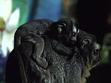 В Московском зоопарке родился детеныш редкой боливийской ночной обезьяны