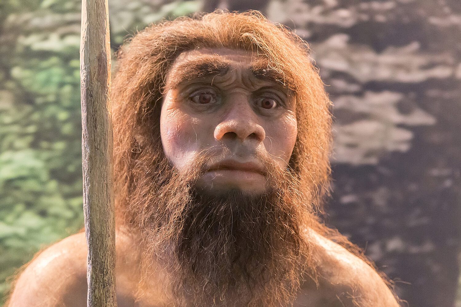 Древнейший случай бруцеллеза обнаружили у неандертальца