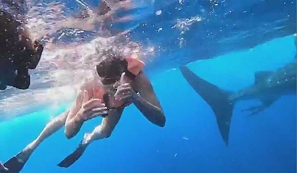 Синхронистка о плавании с акулами: Это что-то непередаваемое! Честно скажу, мне было очень страшно
