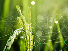 Студенты создают цифровые решения для растениеводства на хакатоне Technoforge: AgroTECH
