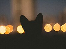 После гибели кота Твикса РЖД решили показать своим проводникам животных