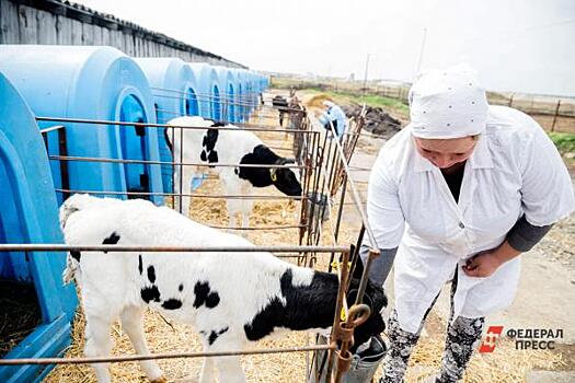 Тюменские власти заложили 172 миллиона на замену скота с лейкозом