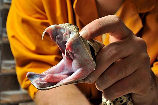 Мясников развеял популярный в кино миф