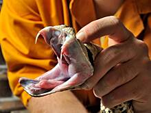 Мясников развеял популярный в кино миф