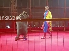 Видео: Дрессировщик доработал номер после нападения медведицы