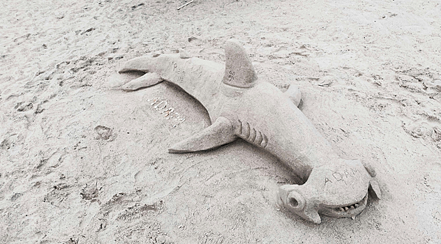 Информация о сетях от акул в отелях Египта может быть недостоверной