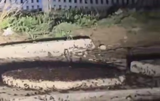 Огромные полчища тараканов пугают жителей Дзержинска