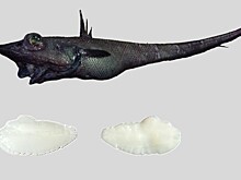 Биологи описали обитающих неподалеку от Гавайских островов глубоководных промысловых рыб